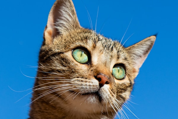 Chatons mignons
