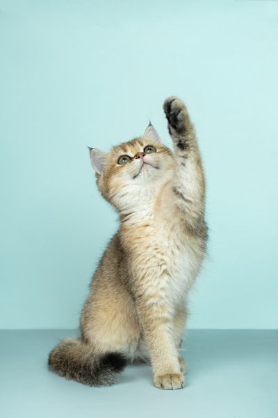 Chat adorable