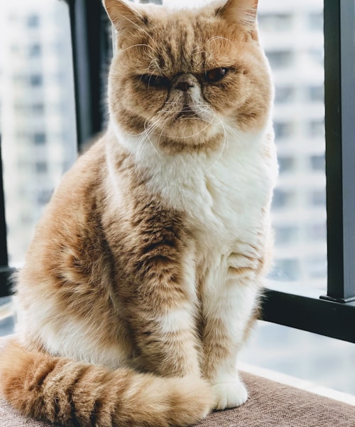 Bénévole avec chats