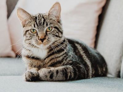Chatons ensemble