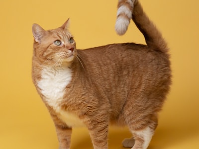 Chat persan