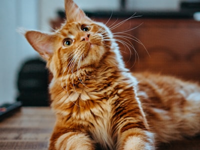 Chat blanc