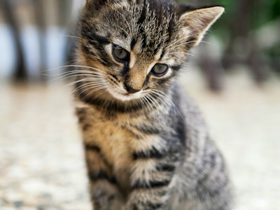 Chat roux